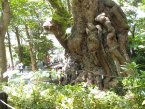 来宮神社の大きな木