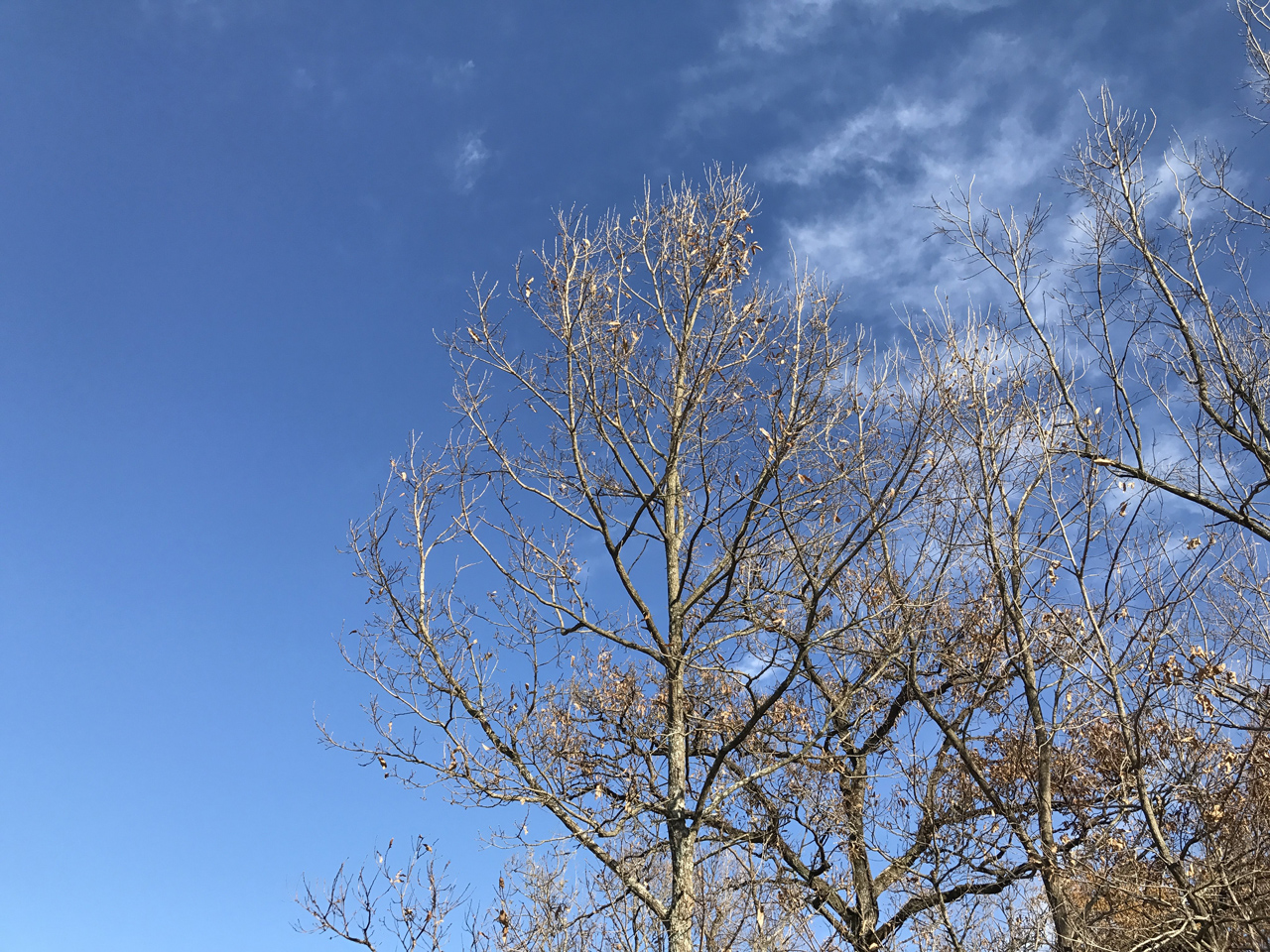 青空と冬枯れの木