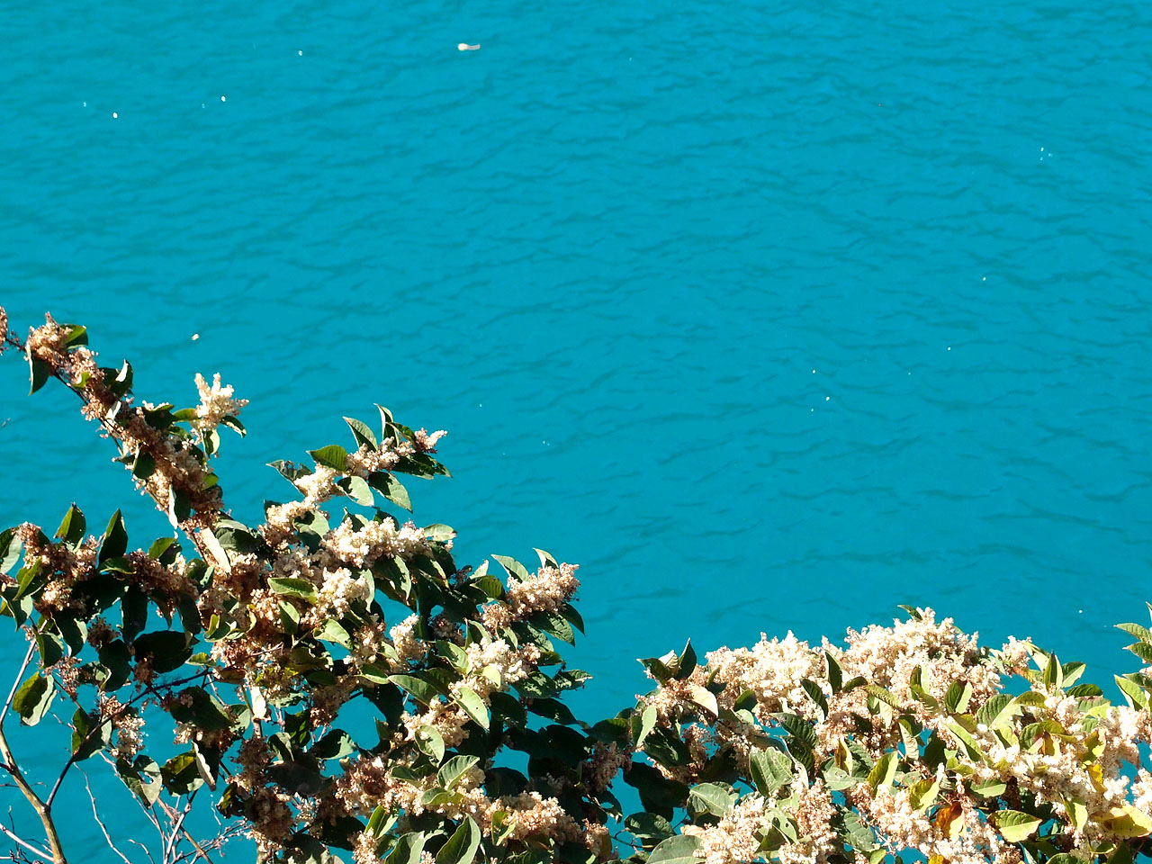 エメラルドグリーンの奈良田湖